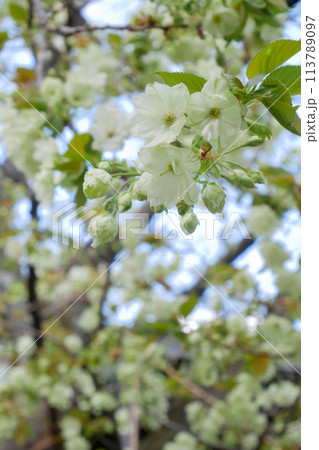 青空に咲く緑の桜　御衣黄桜　～3:2バージョン 113789097