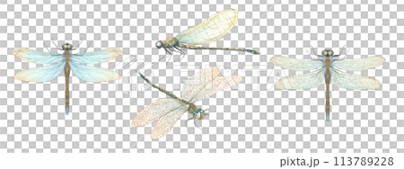 Watercolor dragonfly set. Multicolored abstract flying insects. Damselflies with golden wings. Watercolor illustration for wedding invitations, birthday cards, greetings. 113789228