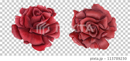 Open deep red rose flowers. Top view. Floral symbol of love. Two ruby flower heads. Watercolor illustration of realistic garden plant. As decorative element for wedding arrangement, greeting 113789230