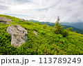 fir tree and stone on the grassy hill. alpine landscape of ukraine. carpathian mountains on a cloudy day in summer 113789249