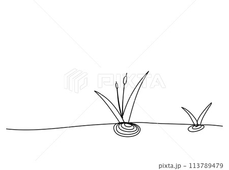 Reed or marsh hornwort, one line drawing vector illustration. Reed or marsh hornwort, one line drawing vector illustration. 113789479