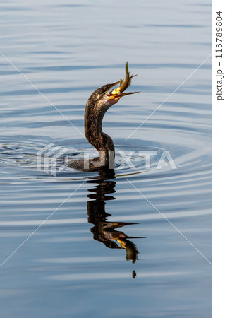 Anhinga - Anhinga anhinga - swallowing large fish it has just speared, 113789804