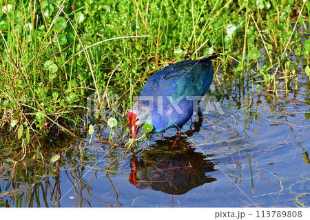 Wading Gray-headed Swamphen - Porphyrio poliocephalus - in Green Cay wetlands. 113789808