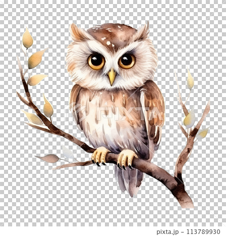Owl Perched on Branch Watercolor 113789930