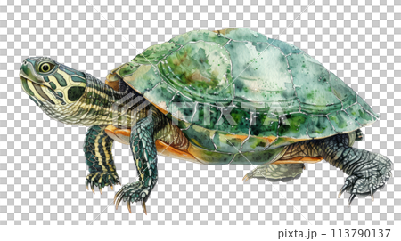 An enchanting watercolor illustration of a small turtle, its green shell and tiny feet painted 113790137