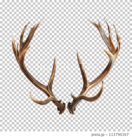 Pair of Antlers on White Background 113790167