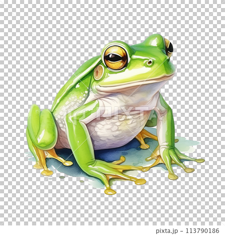 Green Frog on White Floorのイラスト素材 [113790186] - PIXTA