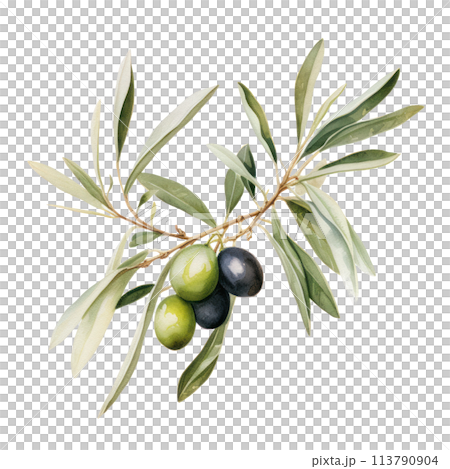 Hand drawn watercolor painting of olive branch. Hand drawn watercolor painting of olive branch. 113790904