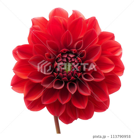 Close-Up of Red Flower on White Background 113790958