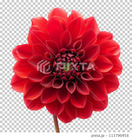 Close-Up of Red Flower on White Background 113790958