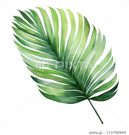 Hand drawn watercolor painting of propical palm leaf 113790994