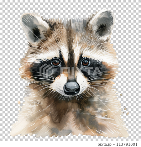 Curious Raccoon Staring at Camera 113791001