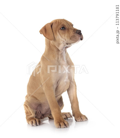 puppy american pit bull terrier with chihuahua puppy american pit bull terrier with chihuahua 113791181