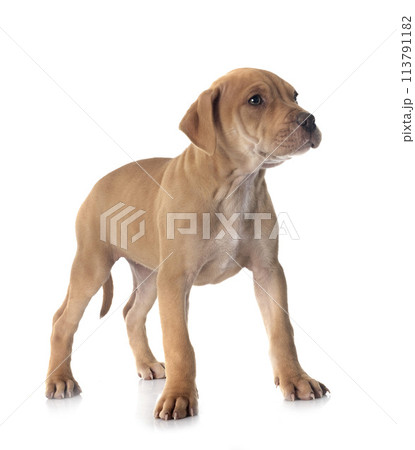 puppy american pit bull terrier with chihuahua puppy american pit bull terrier with chihuahua 113791182