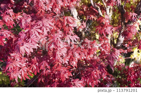 Acer japonicum in a garden Acer japonicum in a garden 113791201