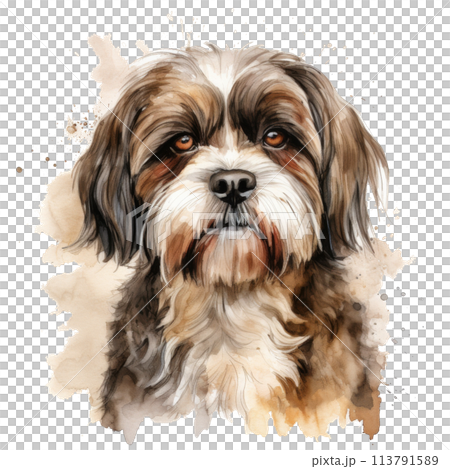 Brown and White Dog Sticking Out Tongue 113791589