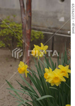 春の庭に咲くスイセンの黄色い花 春の庭に咲くスイセンの黄色い花 113791729