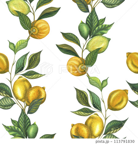 Watercolor seamless pattern with lemon branches and lime branch with leaves and green lemon. Hand painted yellow fruits isolated on white background. Fresh citrus illustration for wrapping paper Watercolor seamless pattern with lemon branches and lime branch with leaves and green lemon. Hand painted yellow fruits isolated on white background. Fresh citrus illustration for wrapping paper 113791830