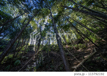 岐阜のグランドキャニオン展望台への道 113792192