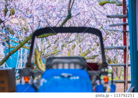 あんず農家【千曲市・あんずの里】 あんず農家【千曲市・あんずの里】 113792251