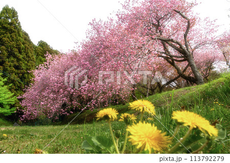 茨城県那珂市　静峰ふるさと公園の八重桜咲く春の風景 113792279
