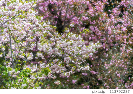 茨城県那珂市　静峰ふるさと公園の八重桜咲く春の風景 113792287