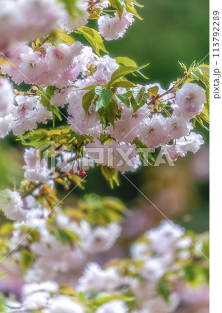 茨城県那珂市　静峰ふるさと公園の八重桜咲く春の風景 113792289