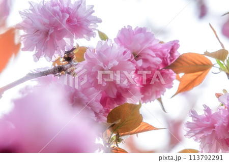 茨城県那珂市　静峰ふるさと公園の八重桜咲く春の風景 113792291