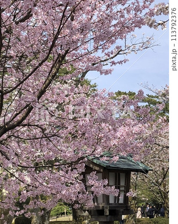 満開の兼六園の桜 満開の兼六園の桜 113792376