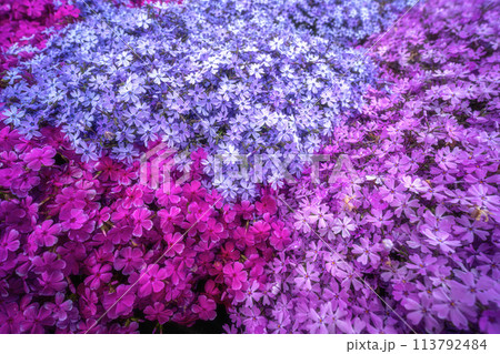 春の日の出と満開の芝桜 113792484