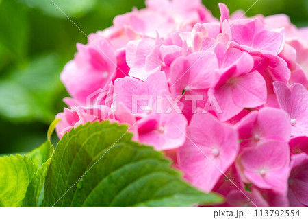 【梅雨素材】アジサイの花【長野県】 113792554