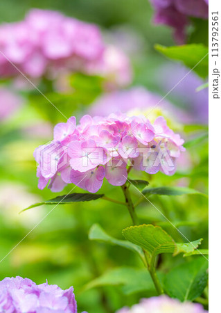 【梅雨素材】アジサイの花【長野県】 【梅雨素材】アジサイの花【長野県】 113792561