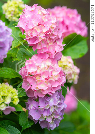 【梅雨素材】アジサイの花【長野県】 【梅雨素材】アジサイの花【長野県】 113792571