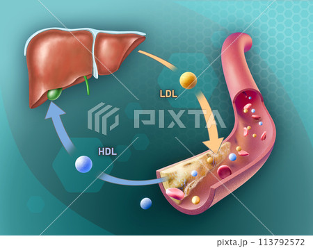 Cholesterol transport in the human body 113792572
