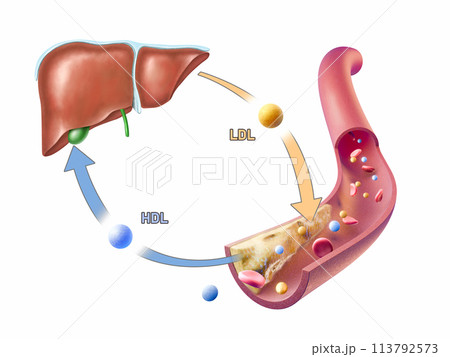 Cholesterol transport in the human body 113792573
