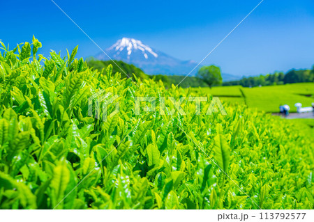 【新緑素材】新緑の茶葉と青空【静岡県】 113792577