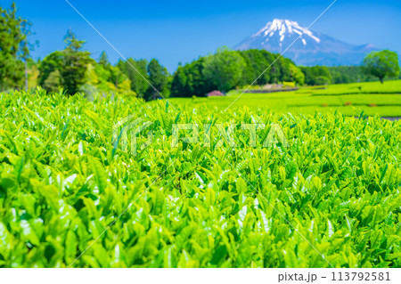 【新緑素材】新緑の茶葉と青空【静岡県】 113792581