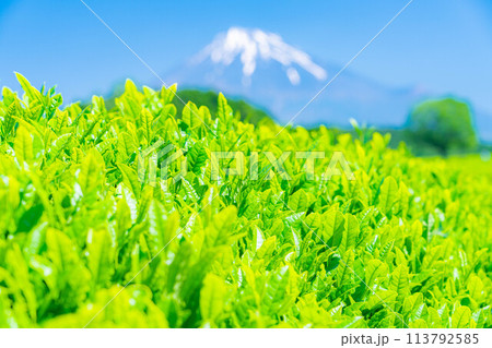 【新緑素材】新緑の茶葉と青空【静岡県】 113792585