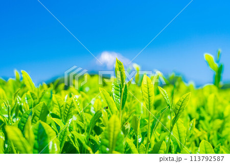 【新緑素材】新緑の茶葉と青空【静岡県】 113792587