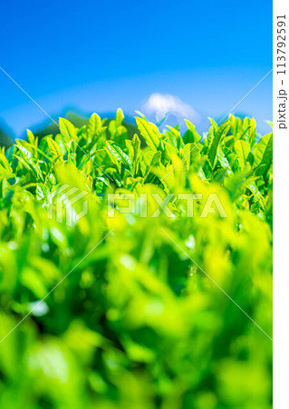 【新緑素材】新緑の茶葉と青空【静岡県】 【新緑素材】新緑の茶葉と青空【静岡県】 113792591