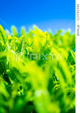 【新緑素材】新緑の茶葉と青空【静岡県】 113792592