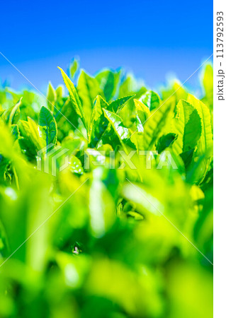 【新緑素材】新緑の茶葉と青空【静岡県】 113792593