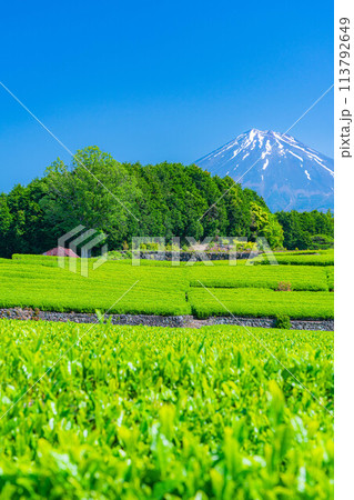 【初夏素材】新緑の大淵笹場の茶畑【静岡県】 113792649