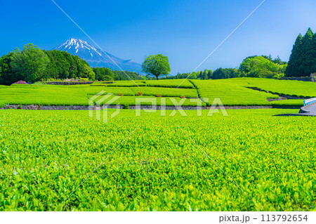 【初夏素材】新緑の大淵笹場の茶畑【静岡県】 【初夏素材】新緑の大淵笹場の茶畑【静岡県】 113792654