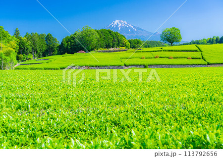 【初夏素材】新緑の大淵笹場の茶畑【静岡県】 113792656