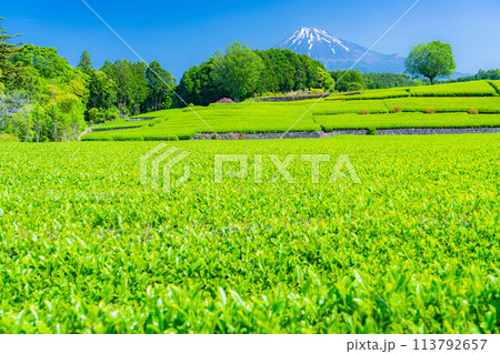 【初夏素材】新緑の大淵笹場の茶畑【静岡県】 113792657