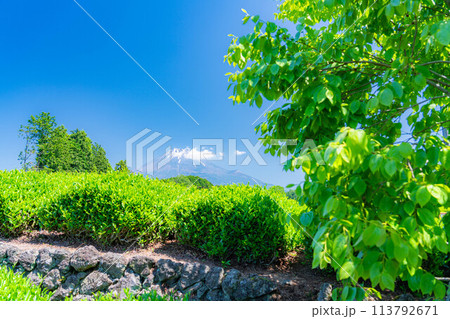 【初夏素材】新緑の大淵笹場の茶畑【静岡県】 【初夏素材】新緑の大淵笹場の茶畑【静岡県】 113792671