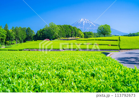 【初夏素材】新緑の大淵笹場の茶畑【静岡県】 113792673