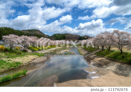 夏井千本桜　満開の桜並木 113792678