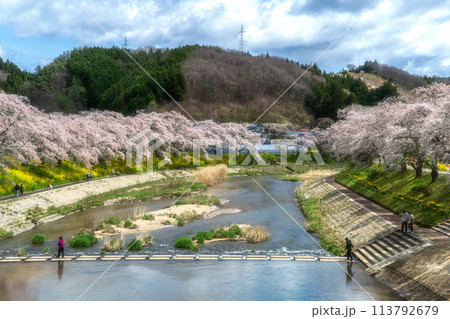 夏井千本桜　満開の桜並木 113792679